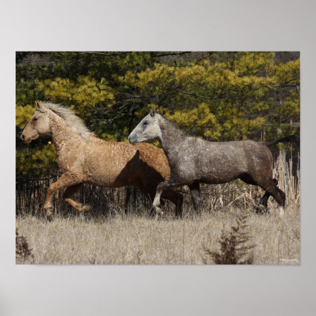 Two Bashkir Curly Horses Running Together Poster (Front)