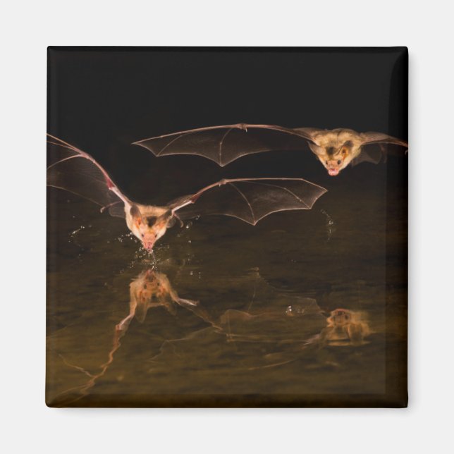 Two bats flying over water, Arizona Magnet (Front)