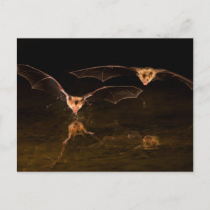 Two bats flying over water, Arizona Postcard
