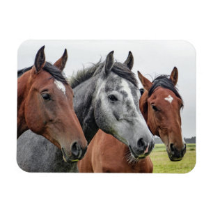 Two Bays and a Gray, Three Horses in a Row Magnet