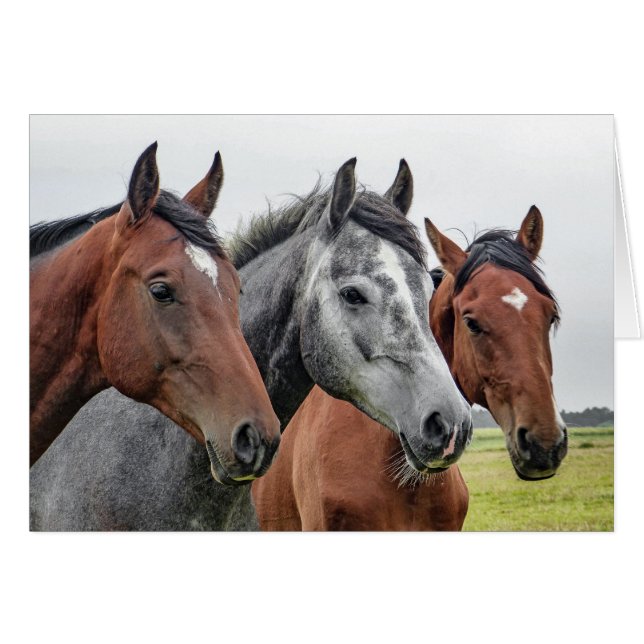 Two Bays and a Grey, Three Horses in a Row (Front Horizontal)