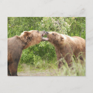 Two bears fighting at Katmai NP Postcard