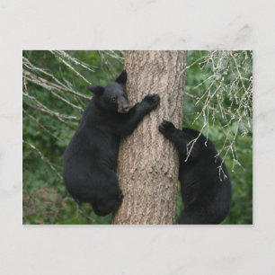 two bears in a tree postcard