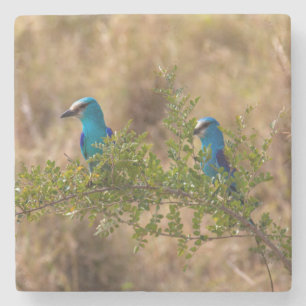 Two Beautiful Blue Birds on a Branch Stone Coaster