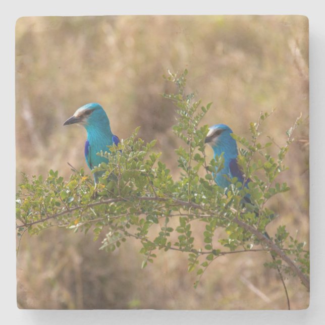 Two Beautiful Blue Birds on a Branch Stone Coaster (Front)