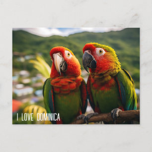 TWO BEAUTIFUL PARROTS FROM DOMINICA POSTCARD