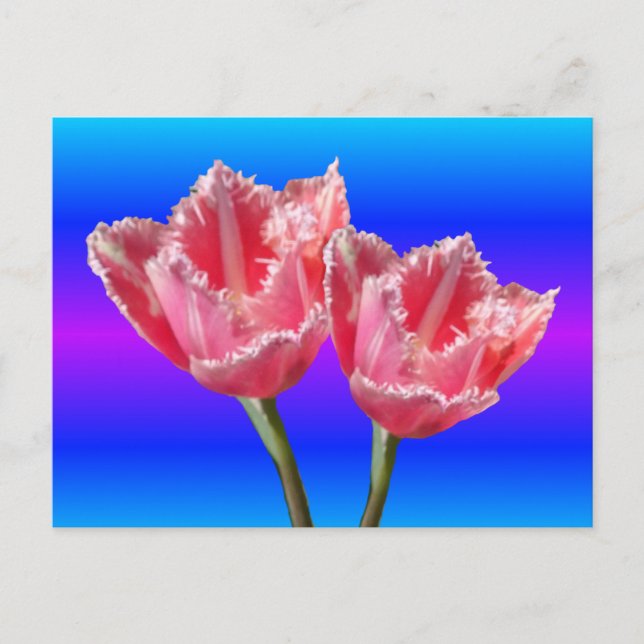 Two Beautiful Pink Tulips Blue BG DIY Postcard (Front)