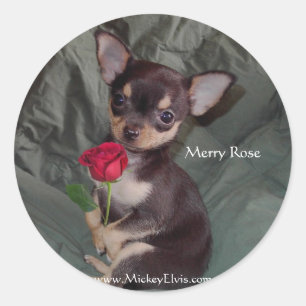 Two Beautiful Roses Classic Round Sticker