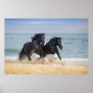 Two Beautiful Shire Horses Running Along The Beach Poster