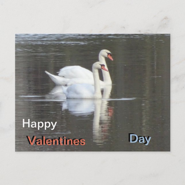 Two beautiful Swans Valentines Postcard (Front)