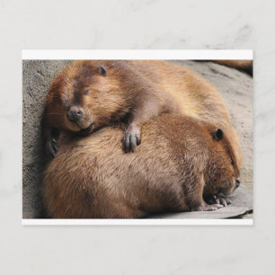Two beaver Sleeping Together Postcard