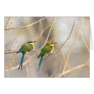 Two Bee-eaters