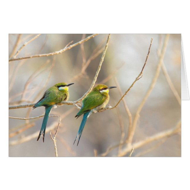 Two Bee-eaters (Front Horizontal)
