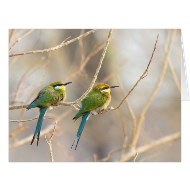 Two Bee-eaters (Front Horizontal)