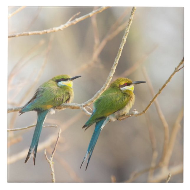 Two Bee-eaters Ceramic Tile (Front)
