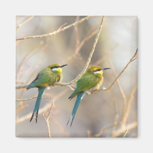 Two Bee-eaters Magnet