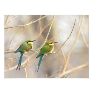 Two Bee-eaters Photo Print