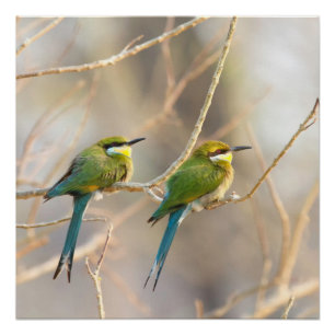 Two Bee-eaters Poster