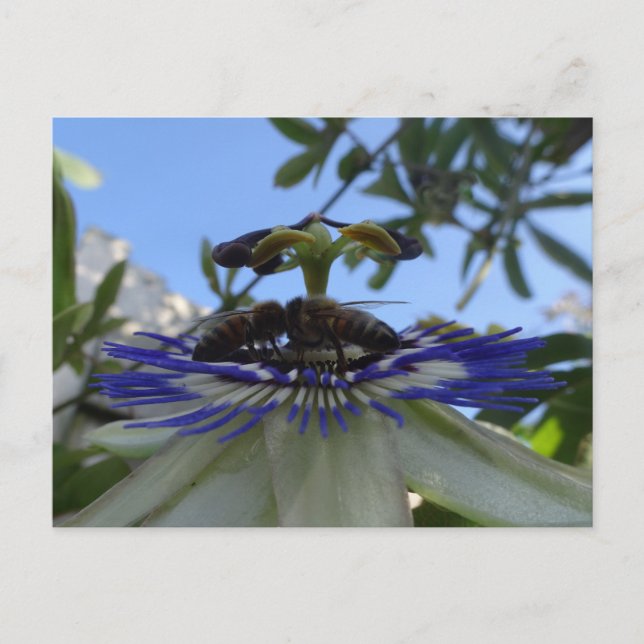 Two Bees on Passion Flower DIY Postcard (Front)