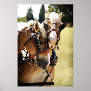 Two Belgian Draught Horses Poster