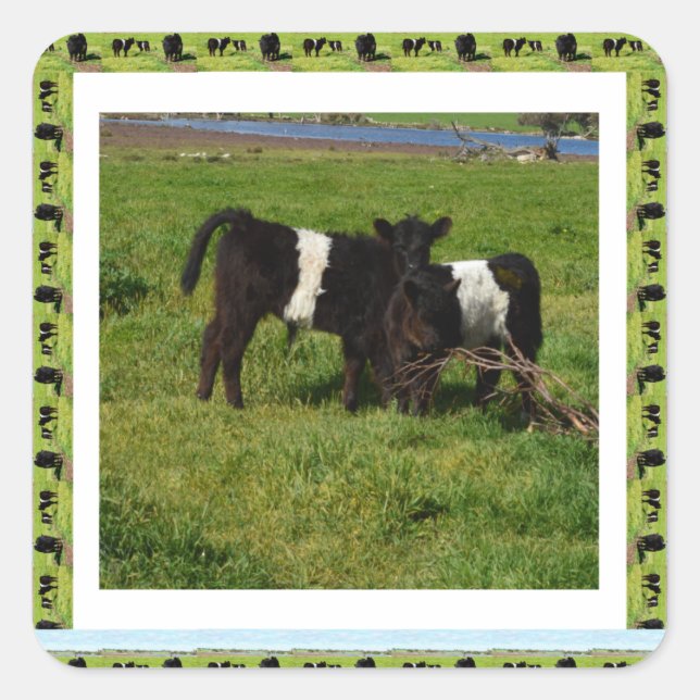 Two Belted Galloway Calves Framed, Square Sticker (Front)