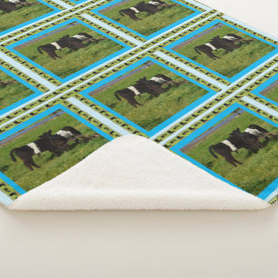 Two Belted Galloway Calves, Sherpa Blanket