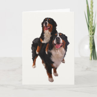 Two bernese card