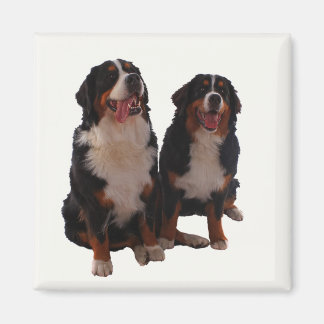 Two bernese magnet