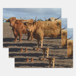 Two Big Brown Highland Cows Photography, Wrapping Paper Sheet
