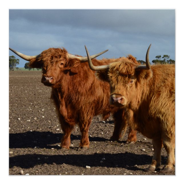 Two Big Brown Highland Cows, Poster (Front)