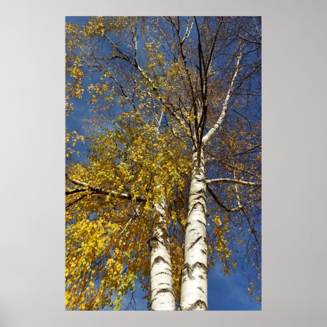 two birch trees poster (Front)