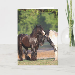 Two Black and White Gypsy Vanners Meeting Card
