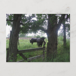 two black beauties postcard