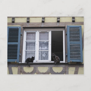 Two Black Cats at Window Postcard
