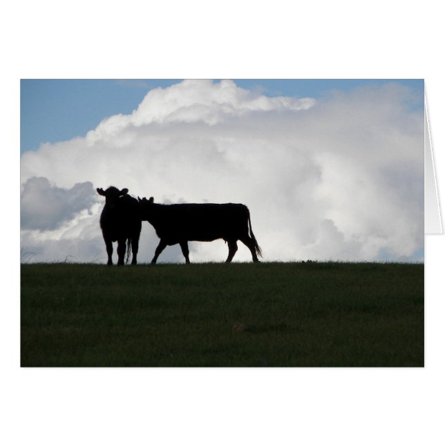 Two Black Cows (Front Horizontal)