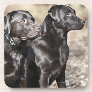 Two Black Labrador retrievers Coaster