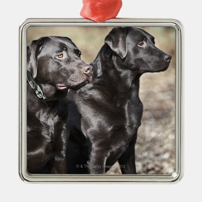 Two Black Labrador retrievers Metal Tree Decoration (Front)
