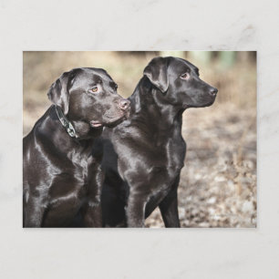 Two Black Labrador retrievers Postcard