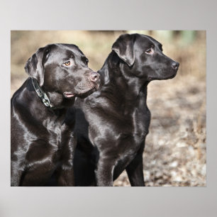 Two Black Labrador retrievers Poster