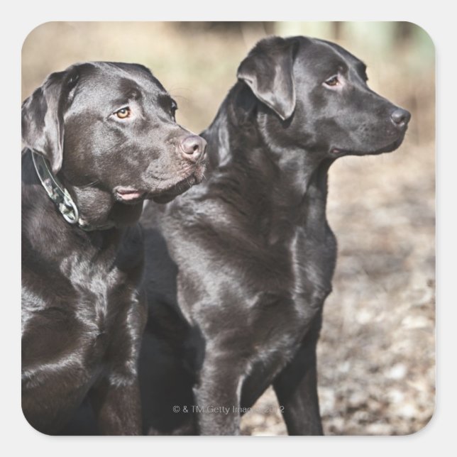 Two Black Labrador retrievers Square Sticker (Front)