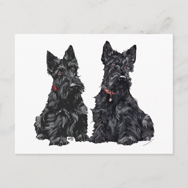 Two Black Scottish Terriers Postcard (Front)