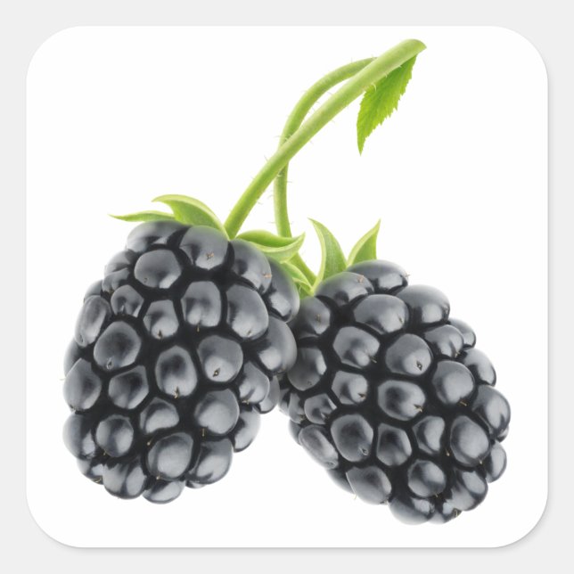 Two blackberries on long stem square sticker (Front)