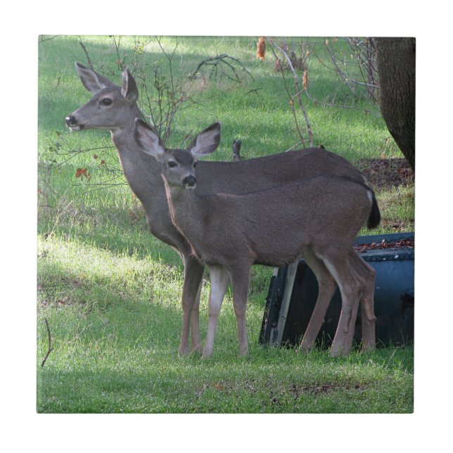 Two Blacktail Deer Ceramic Tile (Front)