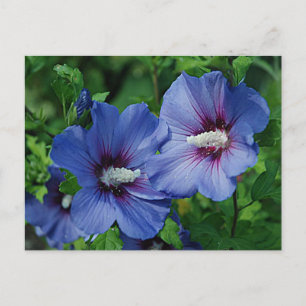 Two Blue Hibiscus Flowers on Plant Postcard