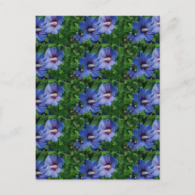 Two Blue Hibiscus Flowers on Plant Postcard (Front)