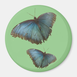 Two Blue Morpho Butterflies Cust. BG Colour Magnet