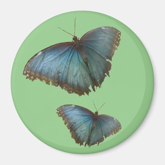 Two Blue Morpho Butterflies Cust. BG Colour Magnet (Front)