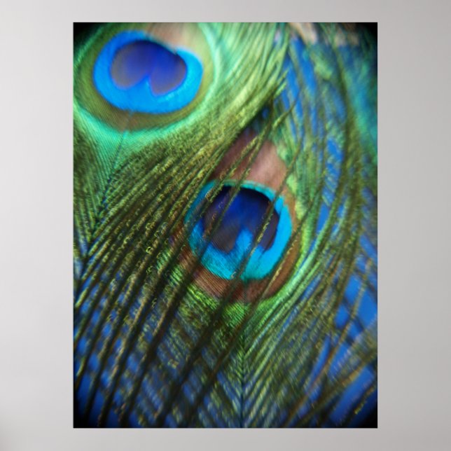 Two Blue Peacock Feathers Poster (Front)