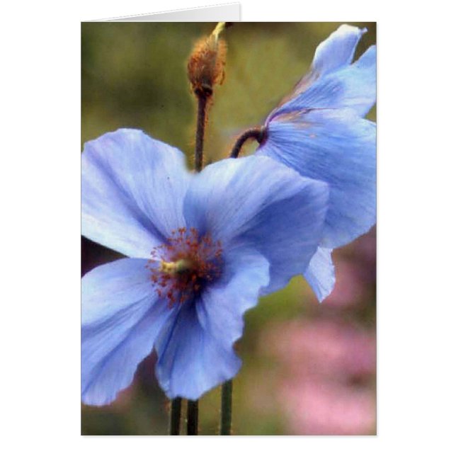 Two blue poppies (Front)