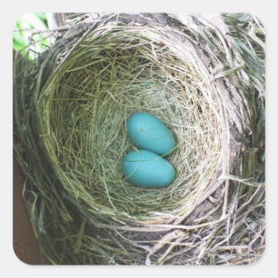 Two Blue Robin's Eggs in Nest Square Sticker